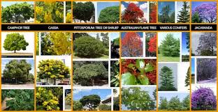 What Are Different Examples Of Trees And Shrubs Quora