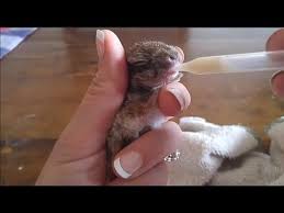 How To Care For Orphaned Bunnies And Cottontails Teediddlydee Wild Baby Rabbits Baby Bunnies Care Pet Rabbit Care