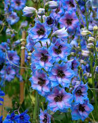 Larkspur Delphinium Flowers Spring Perennials Delphinium Flowers Larkspur Flower