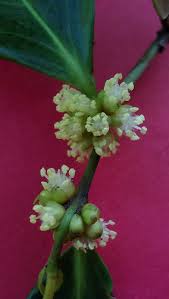 Image result for Chaetocarpus