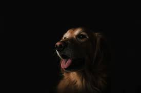Happy Pictures Hq Download Free Images Stock Photos On Unsplash Animals Brown Dog Easiest Dogs To Train