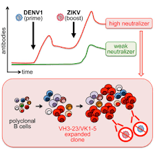 recurrent potent human neutralizing antibodies to zika virus