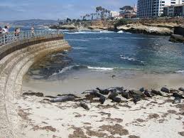 Seals At Children S Pool San Diego Coastkeeper