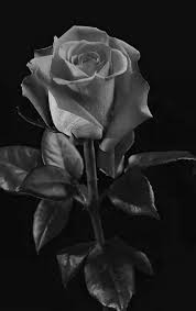 Black And White Rose Wallpaper Drawing 