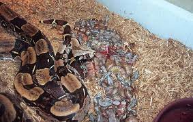 New Born Red Tail Boa Constrictors Photograph By Paul Whitten