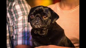 When do labrador retriever puppies come out in oregon? Welcome To Pacific Pug Rescue Pacific Pug Rescue