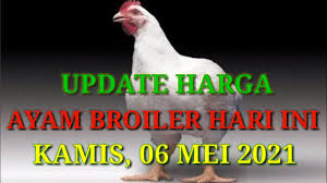 Berat ini biasanya tercapai dalam waktu sekitar 30 hari saja. Harga Ayam Broiler Hari Ini Kaims 06 Mei 2021 Youtube