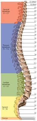 Spinal Cord Column Spinal Cord Injury Information Pages Spinal Cord Injury Awareness Spinal Cord Spinal Cord Injury
