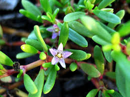 How to take care of flowering succulents. How To Make Succulents Bloom Reasons For A Succulent Not Flowering