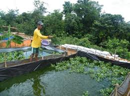 Hasil gambar untuk pakan ikan alami