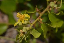 Image result for Malvaceae subfamily Grewioideae