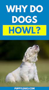Why Do Dogs Howl Puppy Leaks