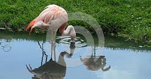 Flamingo And Reflections Brevard Zoo Flamingo Photo