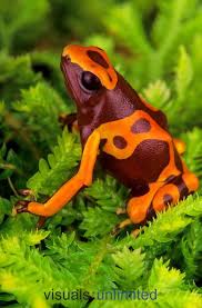 Black And Yellow Tree Frog Bumble Bee Arrow Frog Or Yellow Banded Poison Dart Frog Dendrobates Leucomelas Native To Peru Poison Dart Frogs Dart Frog Poison Frog