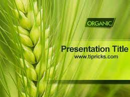 Organic Wheat Powerpoint Template Powerpoint Template Free Ppt Template Free Ppt Template