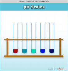 Introdution To The Ph Scale Science Practical Expiriment