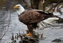 Showing relevant, targeted ads on and off etsy. In Vermont The Bald Eagles Are Back The Boston Globe