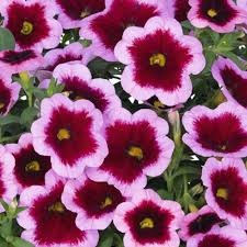 Image result for calibrachoa million bells