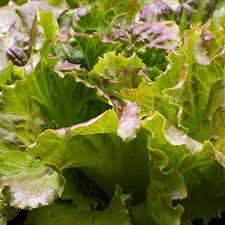 Image result for Lettuce Green 1983 Hussmann