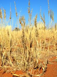 Image result for Schmidtia kalahariensis