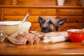 3 simple steps to teach your dog the leave it command sick dog dog treats dog food recipes