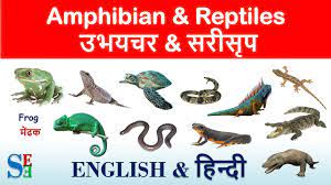 Reptiles And Amphibians Name In Hindi And English À¤à¤­à¤¯à¤à¤° À¤à¤° À¤¸à¤° À¤¸ À¤ª Youtube