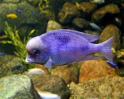 Blue Dolphin Cyrtocara Moorii Species Profile Care Instructions Feeding And More Aquarium Domain Com Ciclidos Africanos Animales De Oceano Pez Ciclido