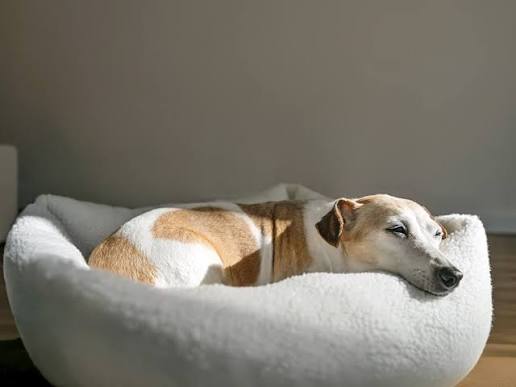 Pelsbarn premium dog bed review
