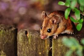 Jun 10, 2021 · health officials announced the state's first case of the sin nombre hantavirus monday, the detroit free press reported. Breaking News After Coronavirus Hantavirus Killed A Person In China Here Is All You Need To Know About This Pathogen