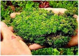Pada siklus yang satu ini tumbuhan lumut akan membentuk dan memiliki spora pada sporogonium. Biologi Gonzaga Soal Biologi Lumut Dan Paku