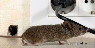 Een methode om muizen te bestrijden is het inzetten van muizenvallen. 8 Tips Om Muizen Uit Je Huis Te Krijgen Libelle