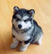 Husky Dog Price In Usa Petsidi German shepherd dogs border collie cavoodle labrador golden retriever dachshund chihuahua puppies for sale jack russell staffy rottweiler husky. husky dog price in usa petsidi