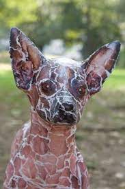 Xoloitzcuintli dog breed information, pictures, care, temperament, health, puppy pictures, breed history. Pin On Xoloitzcuintli