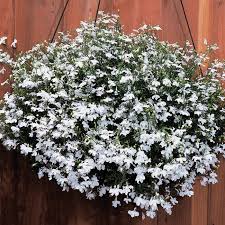 Luzon morning sun, baguio city. Regatta White Trailing Lobelia Flowers And Bulbs Veseys