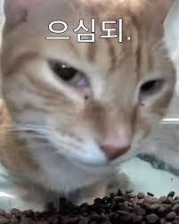 으심되