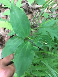 破れた葉の裏に白い実のようなものが見えたので気になりま 植物q A エバーグリーン