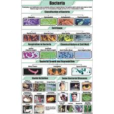 Bacteria Chart India Bacteria Chart Manufacturer Bacteria
