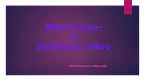 Types of plant cell culture. Types Of Plant Tissue Culture Online Biology Notes