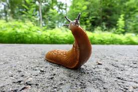 Diese tiere fühlen sich am ehesten in einem naturnah gestalteten garten wohl. Schnecken Im Garten Wie Sie Die Tiere Schatzen Lernen