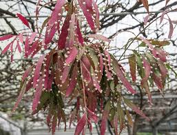 Image result for Euphorbia ramulosa