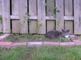 Make sure he's comfortable in his bed. How To Keep Cats Out Of Garden Mike S Backyard Nursery