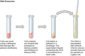 Which is the best example of a transgenic organism. Tools Of Genetic Engineering Boundless Microbiology