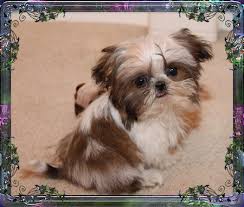 Akc pomeranian and chihuahua combined to produce a pomchi. Imperial Shih Tzu Puppies For Sale Chinese Imperial Dog Breeder