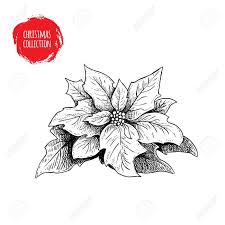 Hand Drawn Sketch Poinsettia Christmas Seasonal Flower Winter Holiday Symbol Vector Illustration Isolated On Christmas Sketch Holiday Symbols Flower Drawing