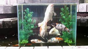 Hal utama yang dibutuhkan dalam membuat aquarium air laut adalah kesabaran, mengapa hal ini penting? Filling And Draining Technique Of The Reverse Aquarium Youtube