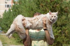 Wann werden junge katzen geschlechtsreif. Maine Coon Wachstum Maine Coon Abc De