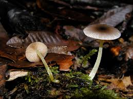 Image result for Bolbitius sp.