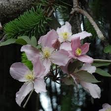 Check spelling or type a new query. Clematis Montana Online Kaufen Berg Waldrebe Montana Var Rubens Und Verwandte Sorten