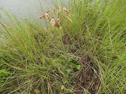 Image result for Crinum subcernuum