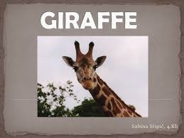 Sabina Stipič, 4.Kb. is related to deer and cattle, but is placed in a  separate family, the Giraffidae, Its range extends from Chad to South  Africa.